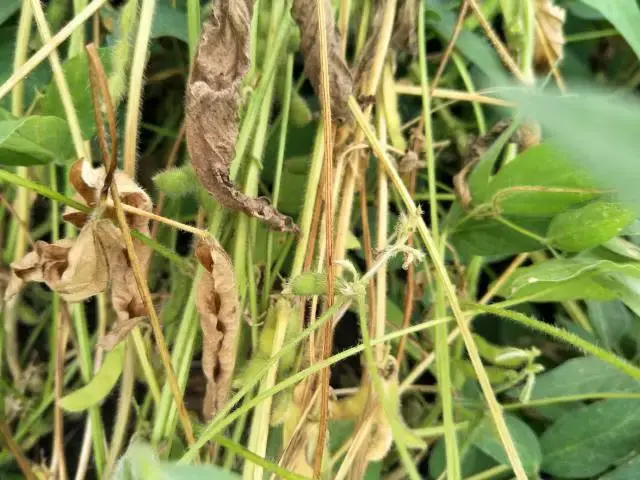 市场调研黑河市多处发生大豆菌核病