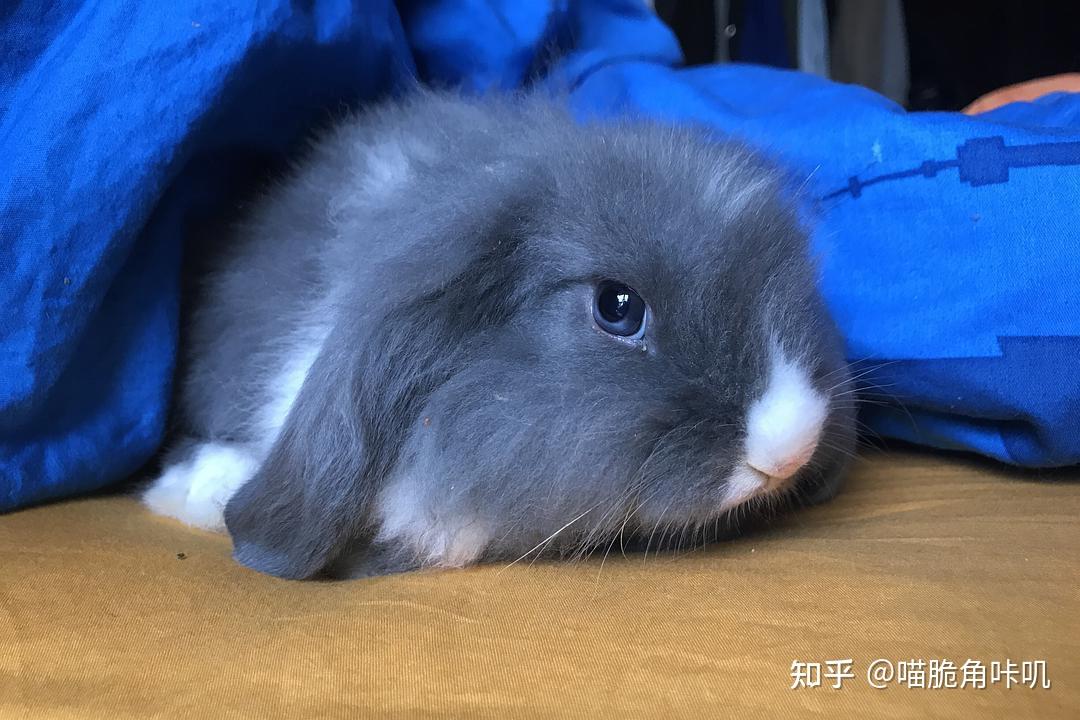 兔子的耳朵里面结痂该怎样治