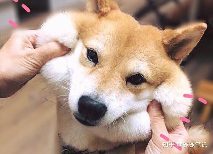 狗狗行为学——社会地位与人犬行为的关系 - 知乎