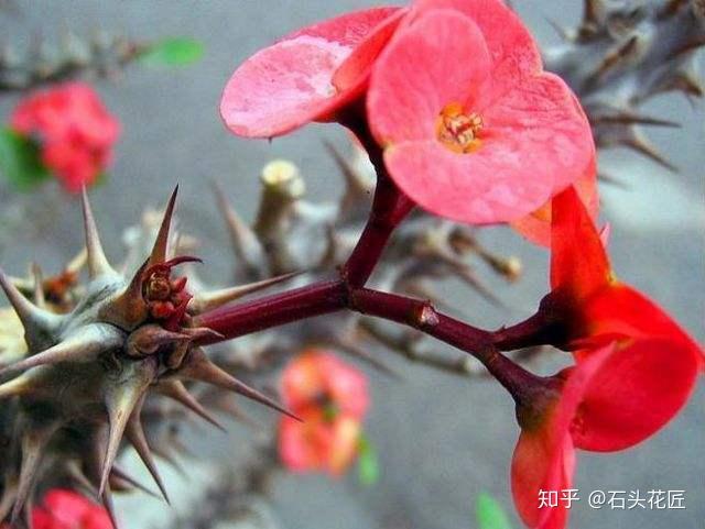 家里养花别瞎买5种花是有毒的对大人小孩都不好