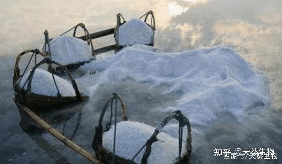 食鹽那麼便宜為何古代鹽商卻能富可敵國沒落的原因又是什麼