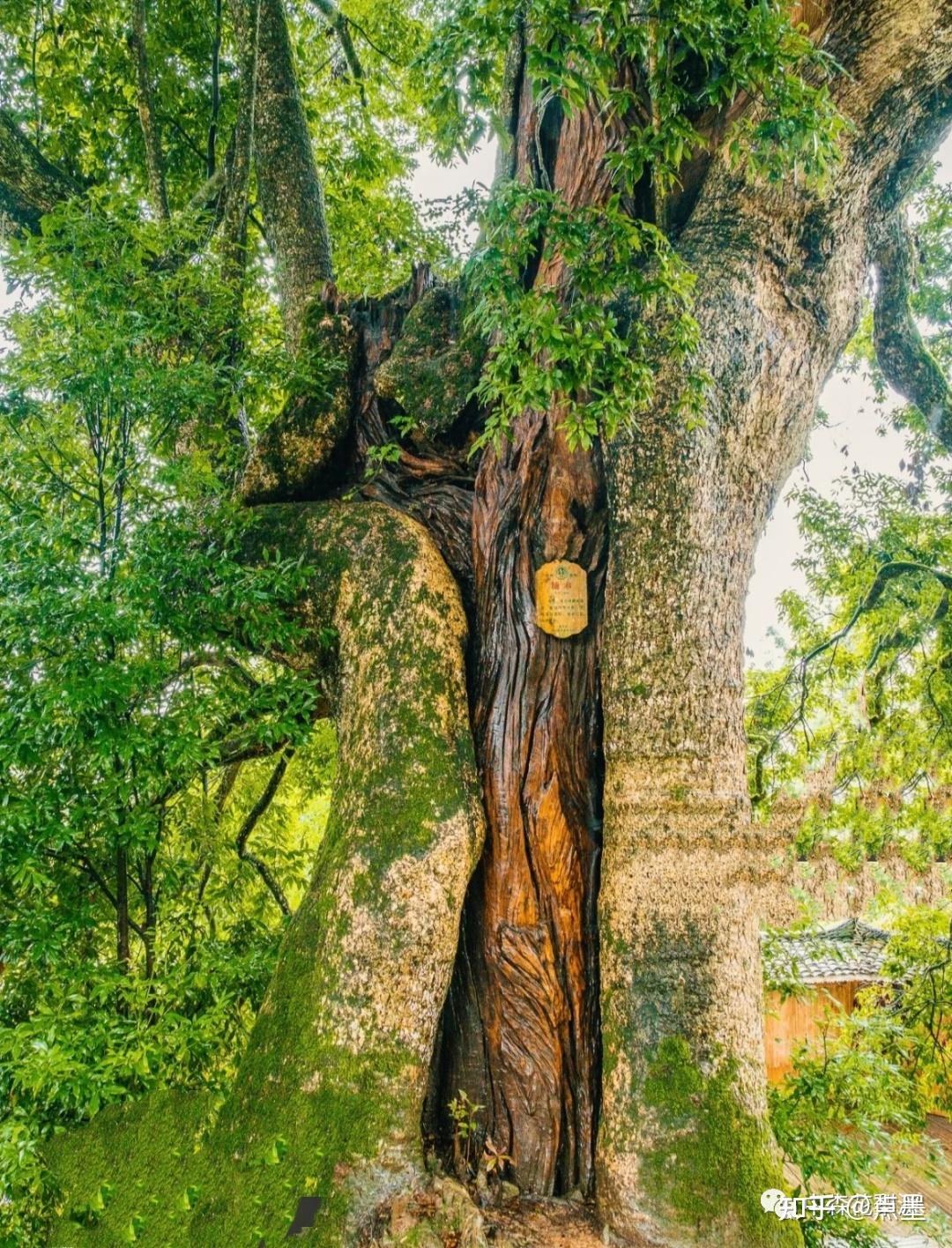 国之栋梁楠香皇木