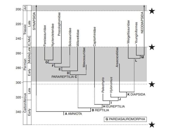 合弓纲属于爬行类还是属于哺乳类?现在古生物学对其的分类是什么?