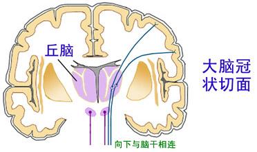 神奇的“第六感”——人体平衡机制研究 - 知乎
