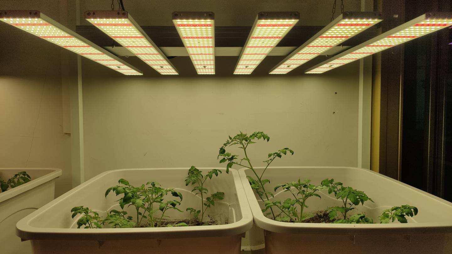 植物生长灯的原理 特点和应用前景 知乎 植物生长灯的原理 特点和应用前景 知乎
