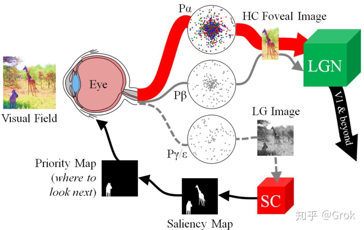 视觉注意力机制的生理解释