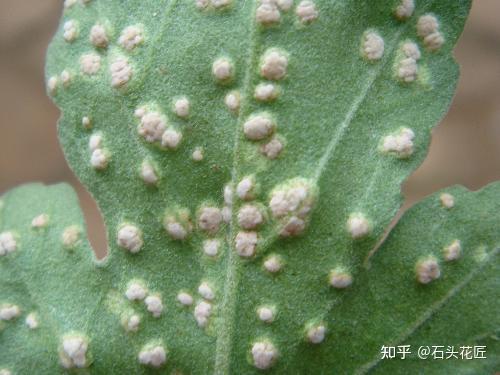 给石头反映,在养护菊花的时候,发现底部的叶片正反面有一些白色的斑点