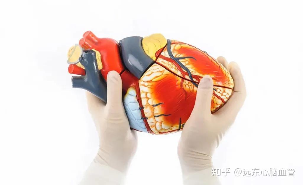 阵发性心房扑动偶而见于正常人,绝大多数发生于有器质性心脏病的病人