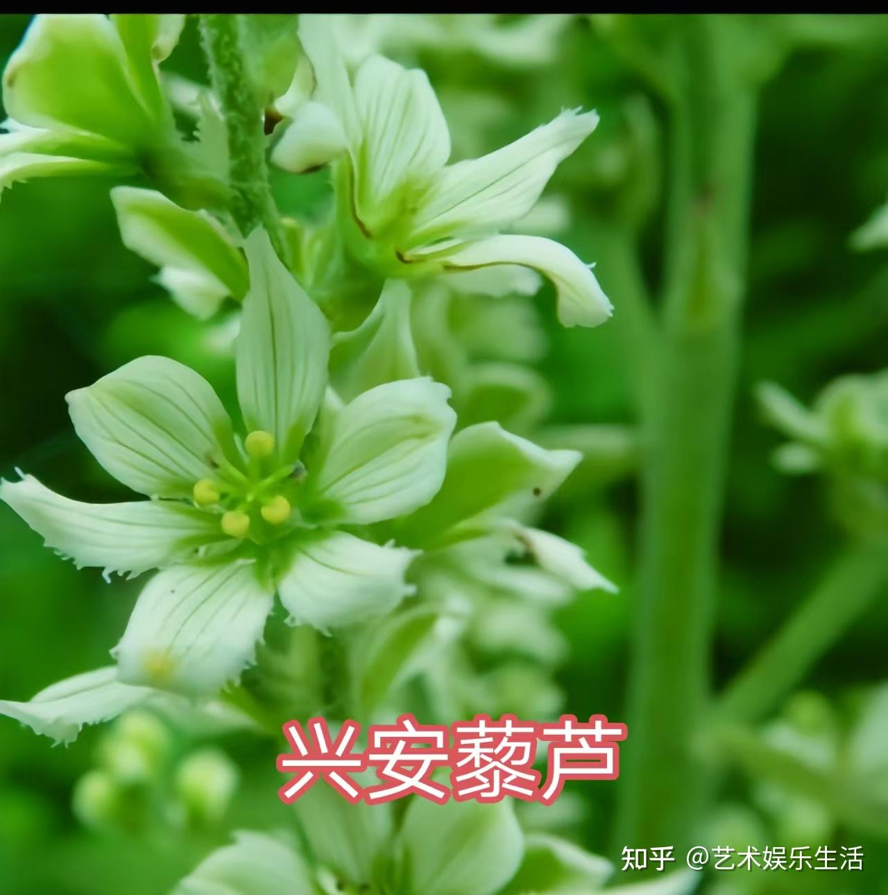 10种藜芦科的植物 - 知乎