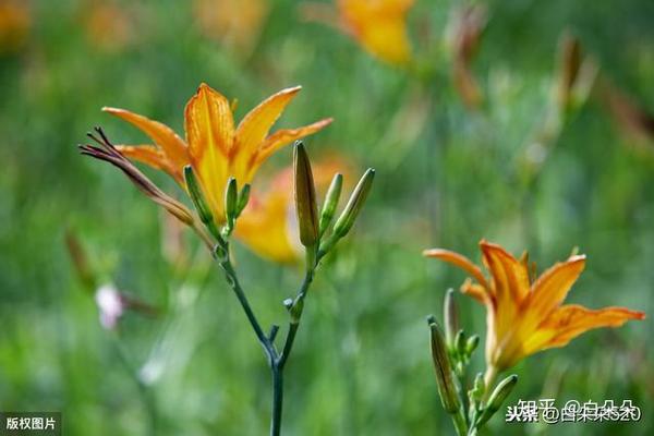 新晋网红 黄花菜 难道就是我们平常所说的忘忧草 知乎