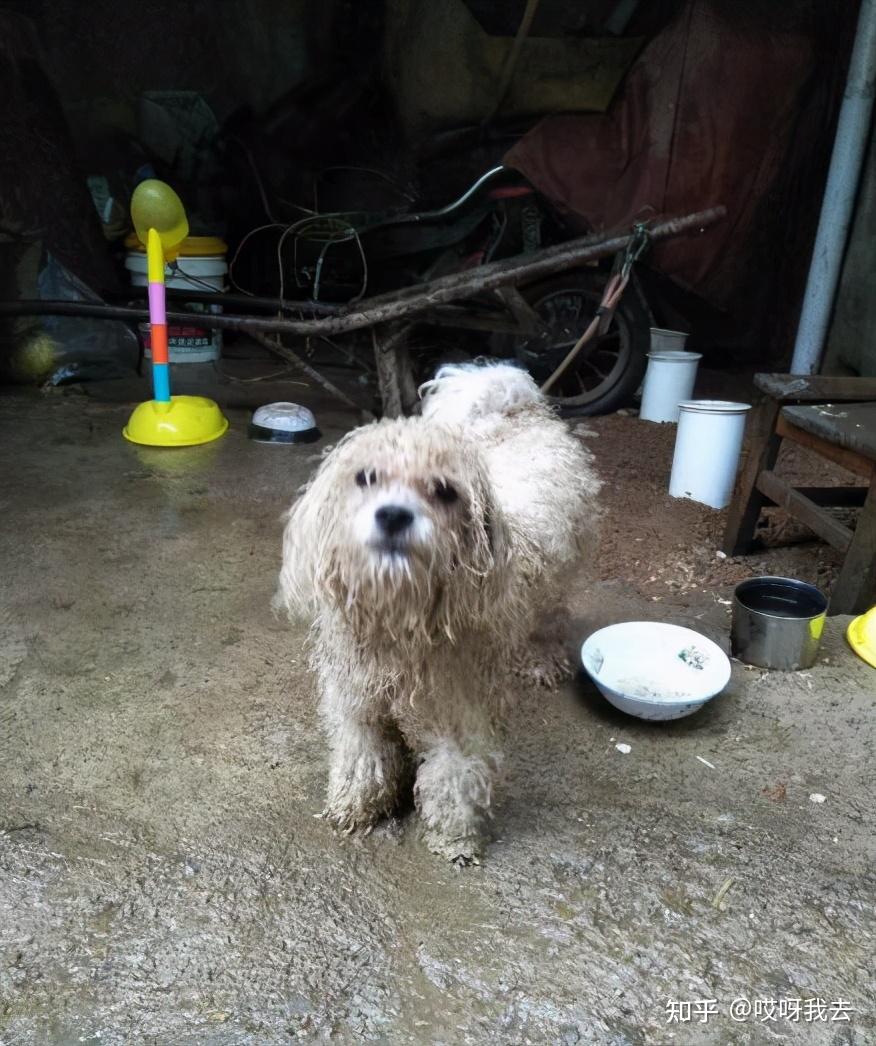 比熊犬最渴望擁有的7件東西你能夠滿足它幾個