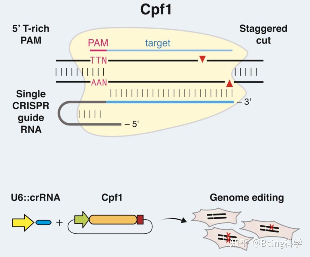 方法论 基因编辑知多少——畅谈crispr 知乎