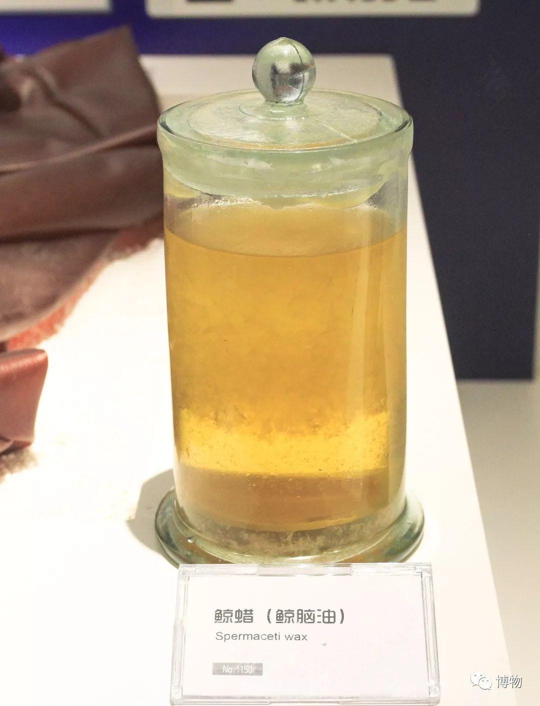 潜水时想偶遇抹香鲸?我觉得你没戏