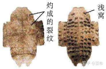 是谁第一个使用灵龟占卜,《三皇苯纪》给出了答案。 - 知乎
