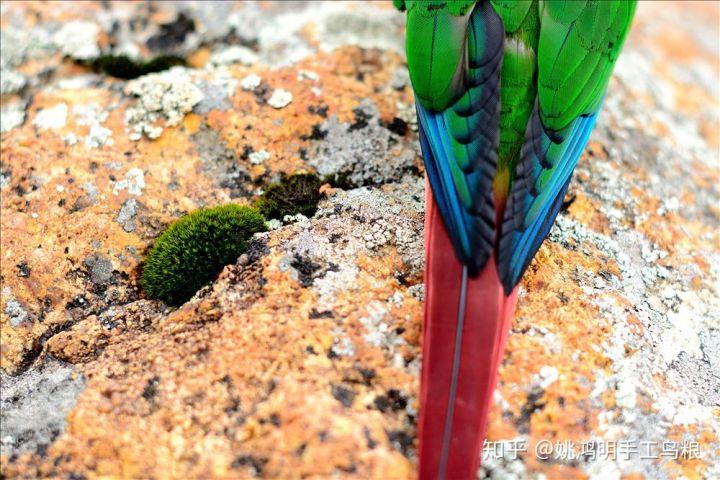 鸟类羽毛的基本结构是怎样 姚鸿明手工高钙鸟粮农科院检测优质鸟类食品 知乎