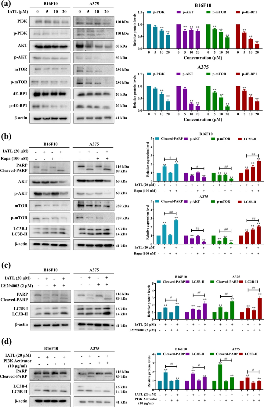 Phytotherapy Research：异土木香内酯靶向STAT3并抑制PI3K/AKT/mTOR信号通路发挥抗黑色素瘤作用 - 知乎