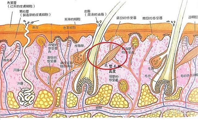 毛孔是怎么变粗大的?缩小毛孔的方法在这里! - 知乎