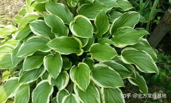 玉簪品种介绍 - 知乎