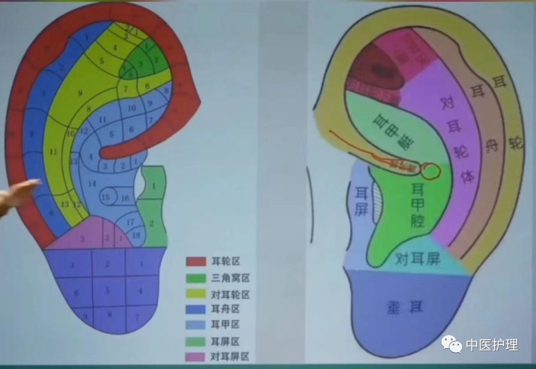 耳朵肝区位置图图片