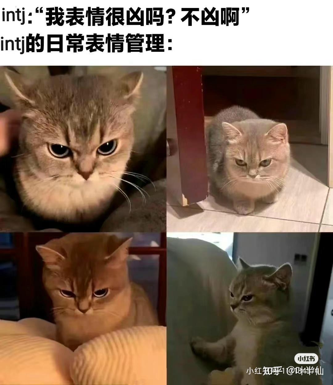 INTJ梗图一览 - 知乎