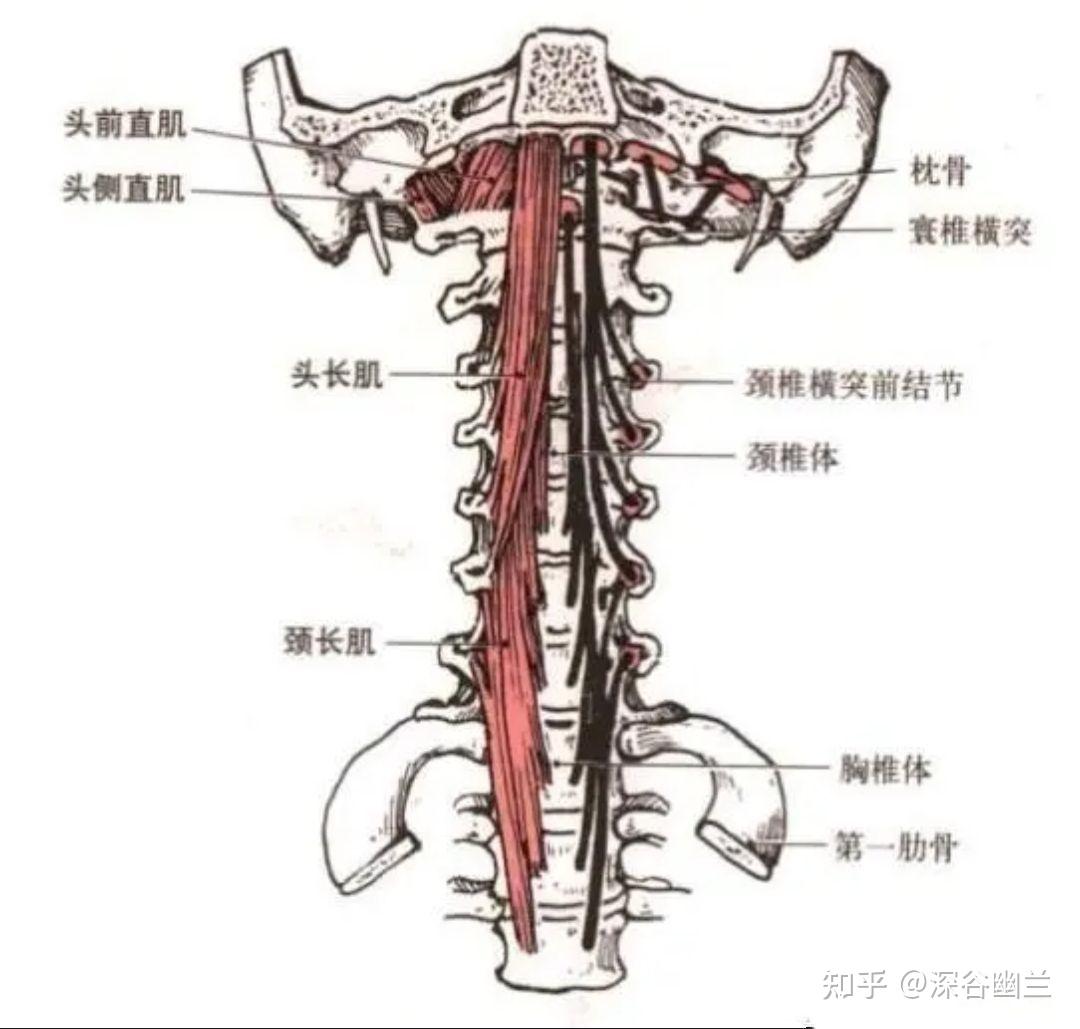 筋膜链前深线图片