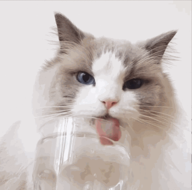 如何骗猫咪多喝水? 4 v2 17a94358b215307b9433a37a5d6f894f 720w