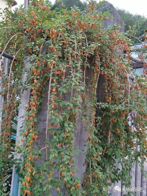 庭院爬藤植物之枸桔