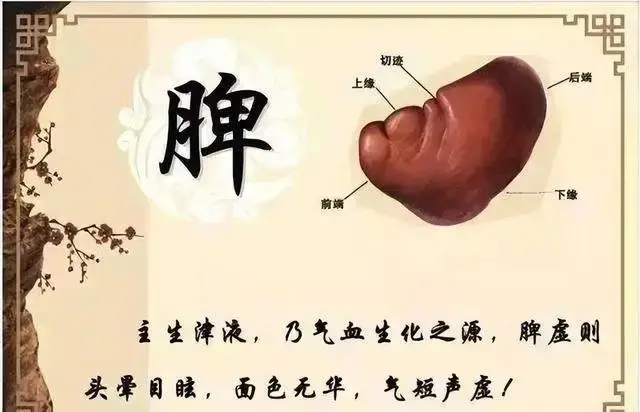脾虚 - 知乎