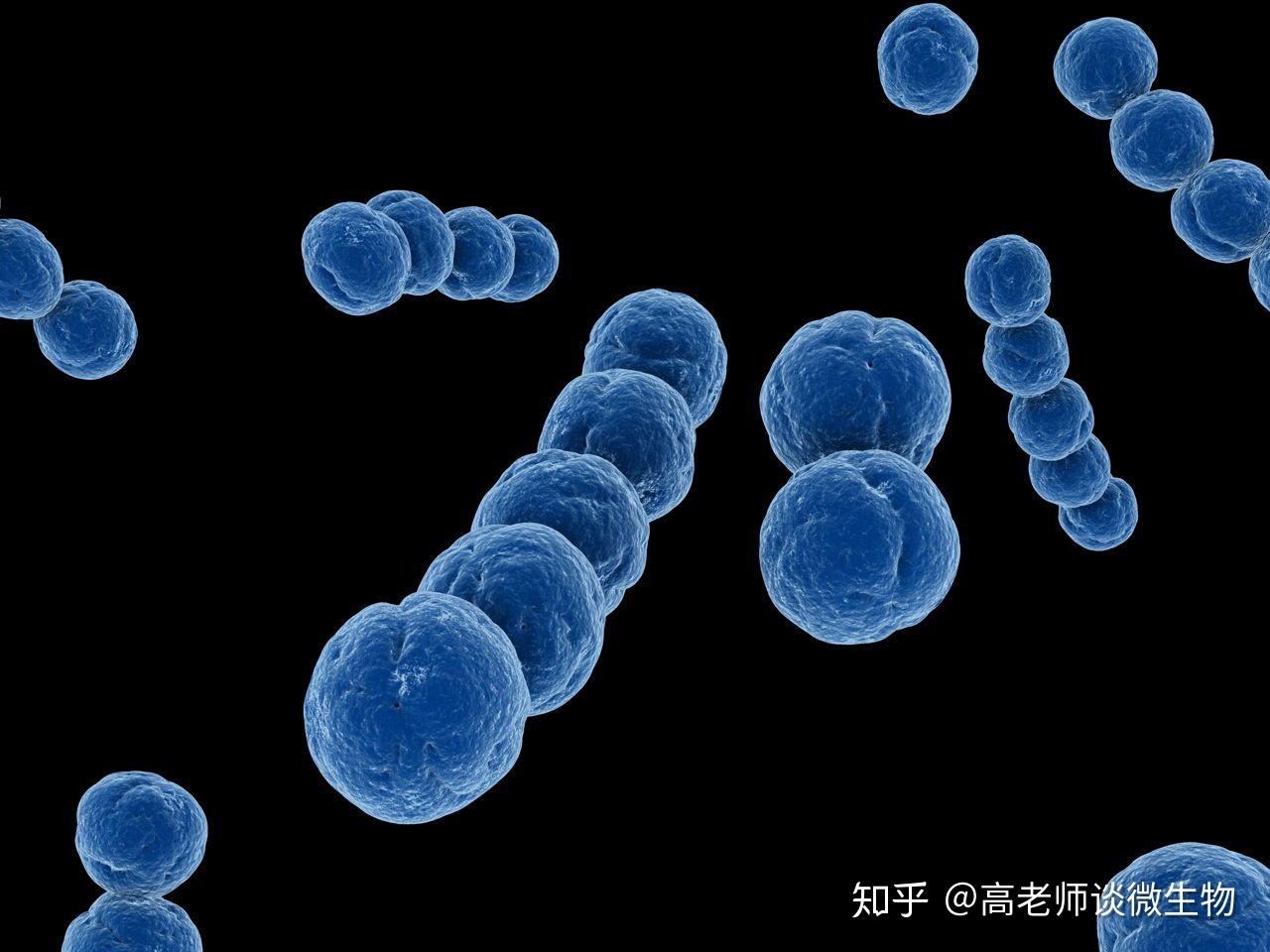 青海大学附属医院首次检出新型隐球菌-青海大学附属医院