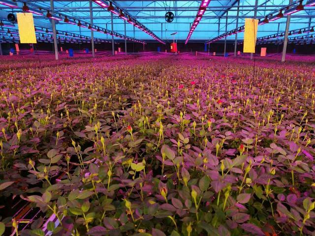 常见的温室种类有哪些 知乎