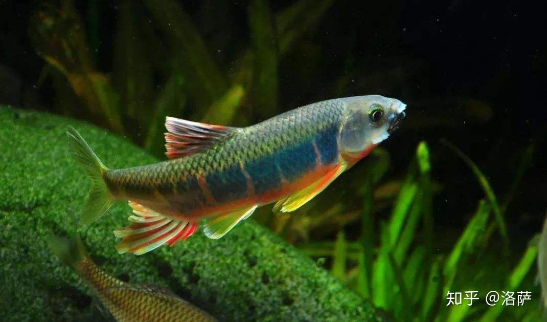 tanichthys albonubes屬鯉形目,鯉科,俗稱:紅尾魚,白雲金絲魚,白雲山