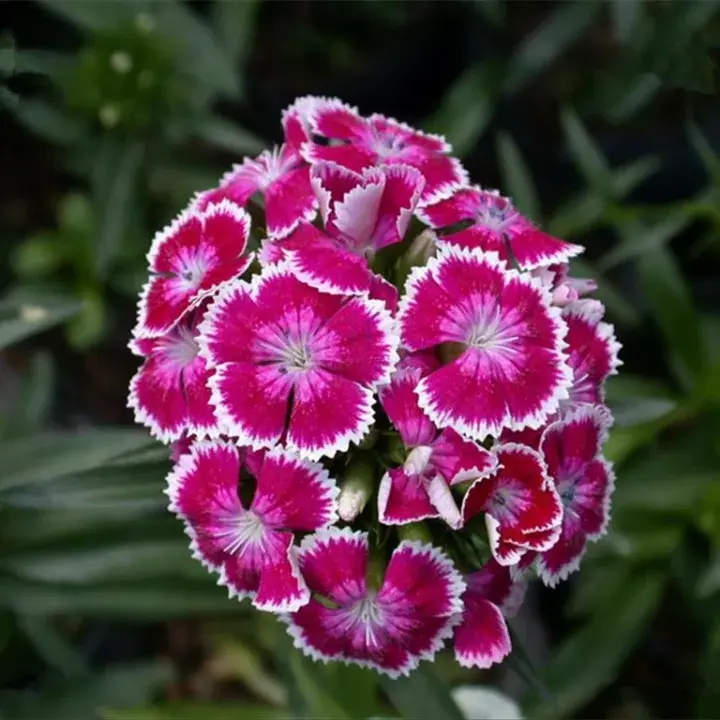 石竹花春节盛开的经验分享