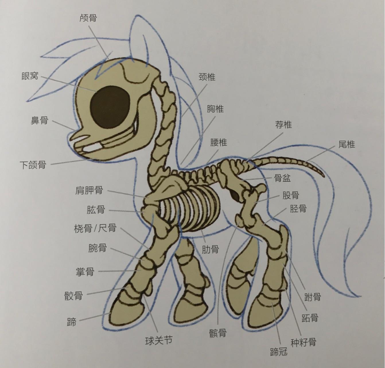 马的骨骼结构图三视图图片