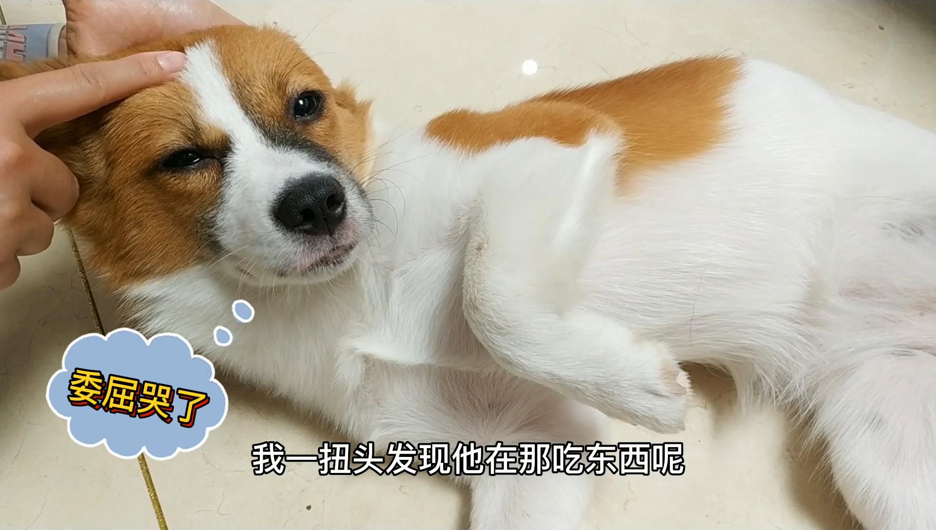 男主竟用狗狗惨叫声吓狗狗狗狗吓得躲女主怀里委屈得哭了起来