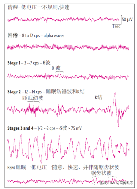 《心理学与生活》考点梳理(七)睡眠周期丨北师大MAP考研干货系列 - 知乎