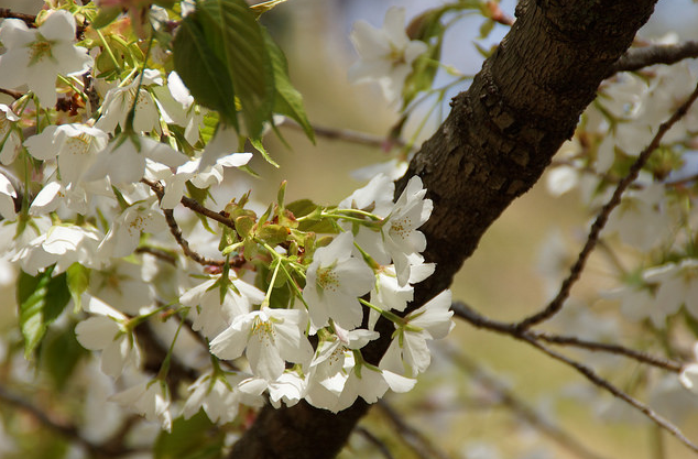 经常用作做樱叶饼(一种日式小点心).