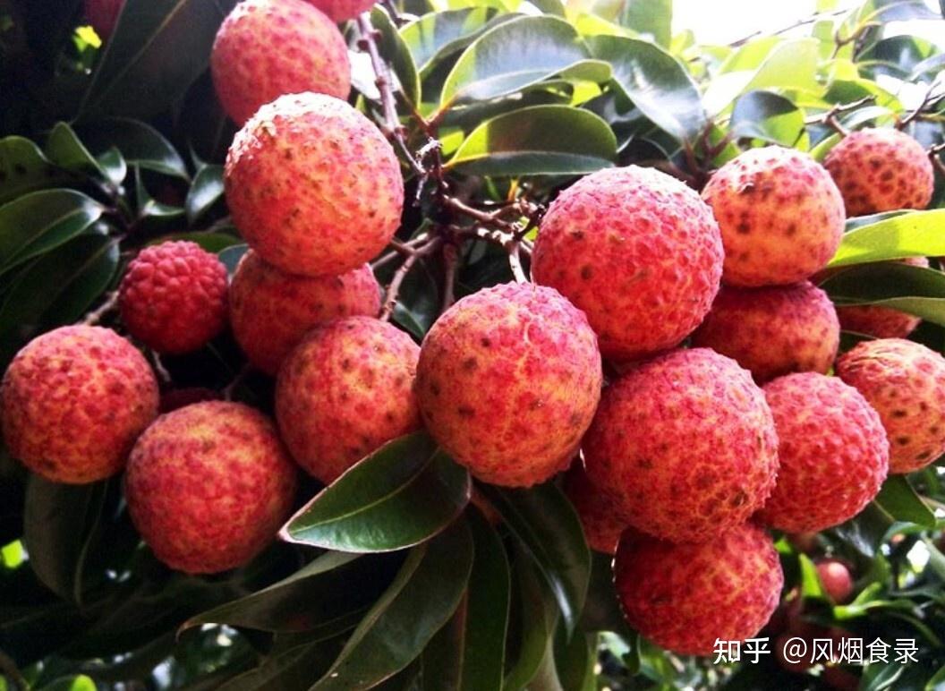 中国的荔枝到底有多少种？哪的荔枝最好吃？该怎么选？一文全读懂 - 知乎