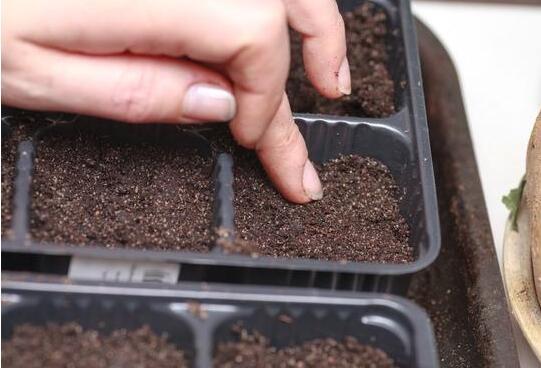 自制花肥有技巧 学会了就不用买肥料了 知乎