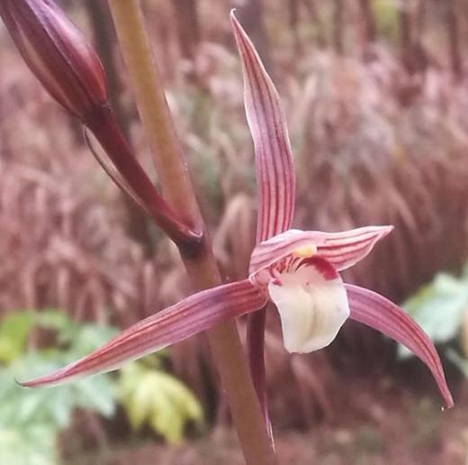 寒蘭-25305-4H 111 素光×力王 苗 寒兰是一种冬天