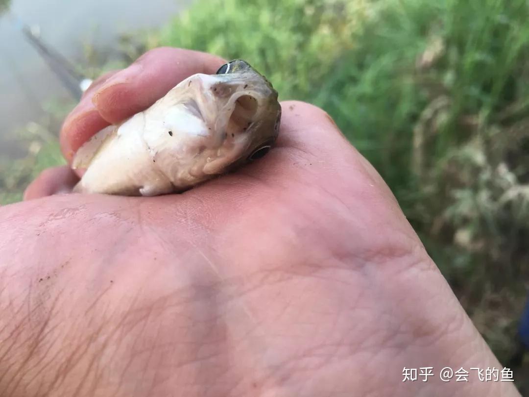 钓上来的鱼再放回去,鱼能活吗?碰上这两种情况就别放了 - 知乎