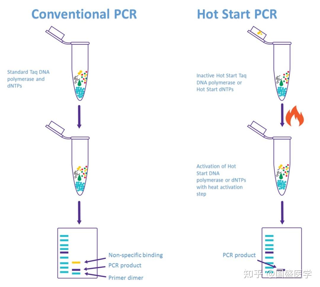 PCR 中的复印机 —— DNA 聚合酶 - 知乎