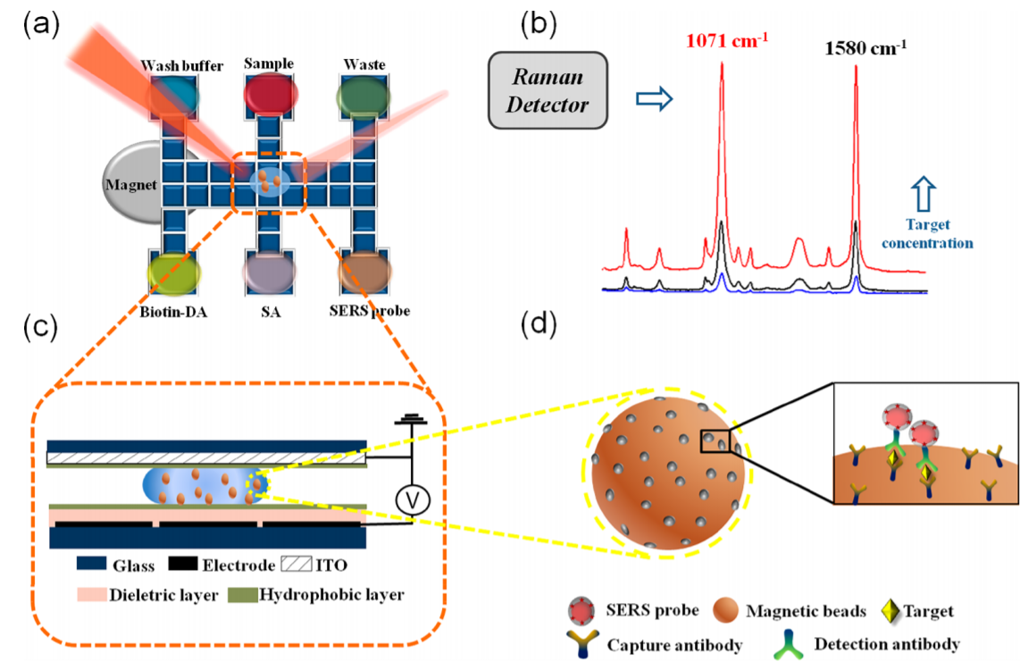 基于表面增强拉曼散射的h5n1病毒检测微流控芯片