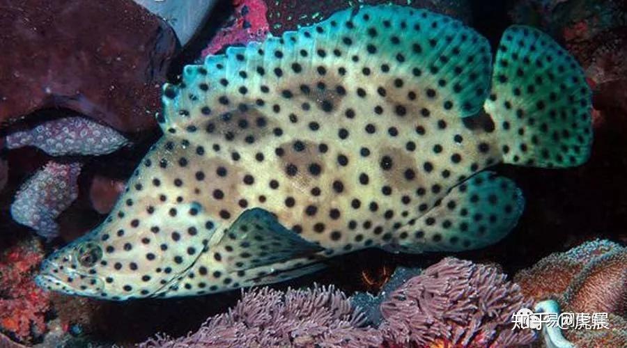 石斑鱼怎么选如何吃常见石斑鱼大全