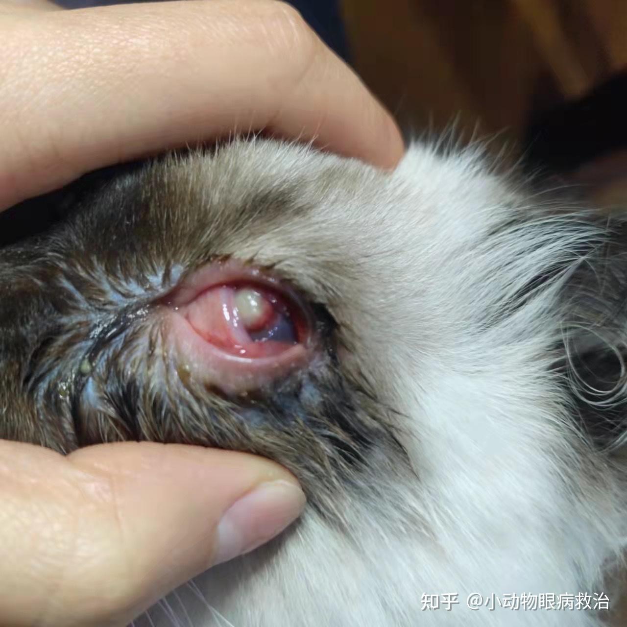 布偶猫角膜溃疡77角膜溶解痊愈了