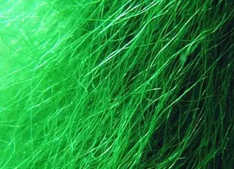 龟背基枝藻,俗称"发藻"或"龙须藻",属于绿藻门,刚毛藻目,刚毛藻科,基