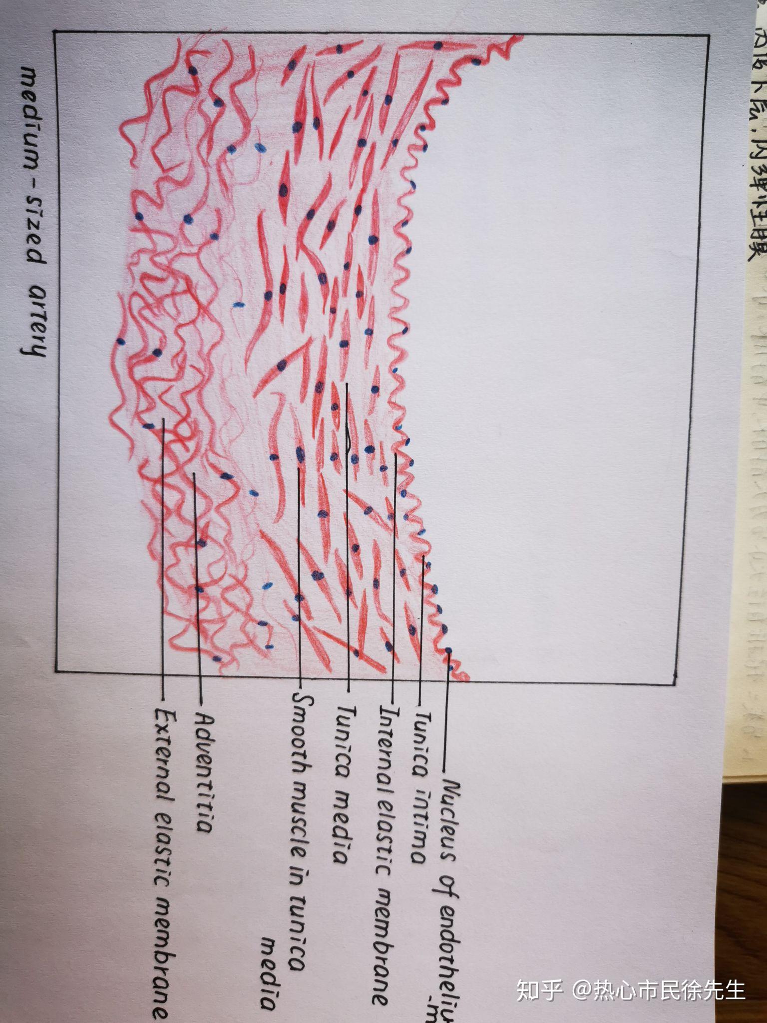 中动脉组胚画图图片