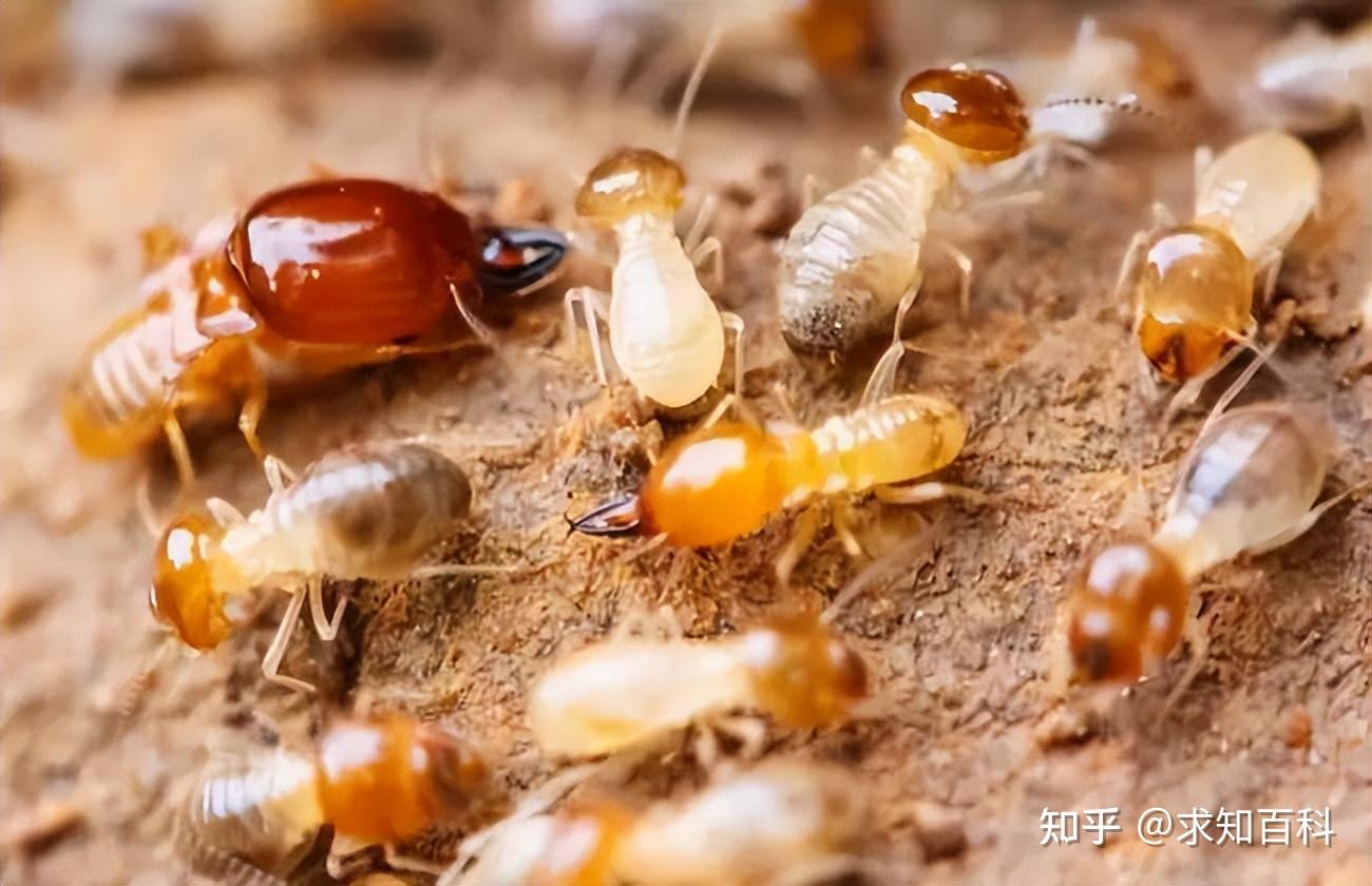 浙江一大坝挖出超百万只白蚁！主巢4米多深，里面有3个蚁后1个蚁王