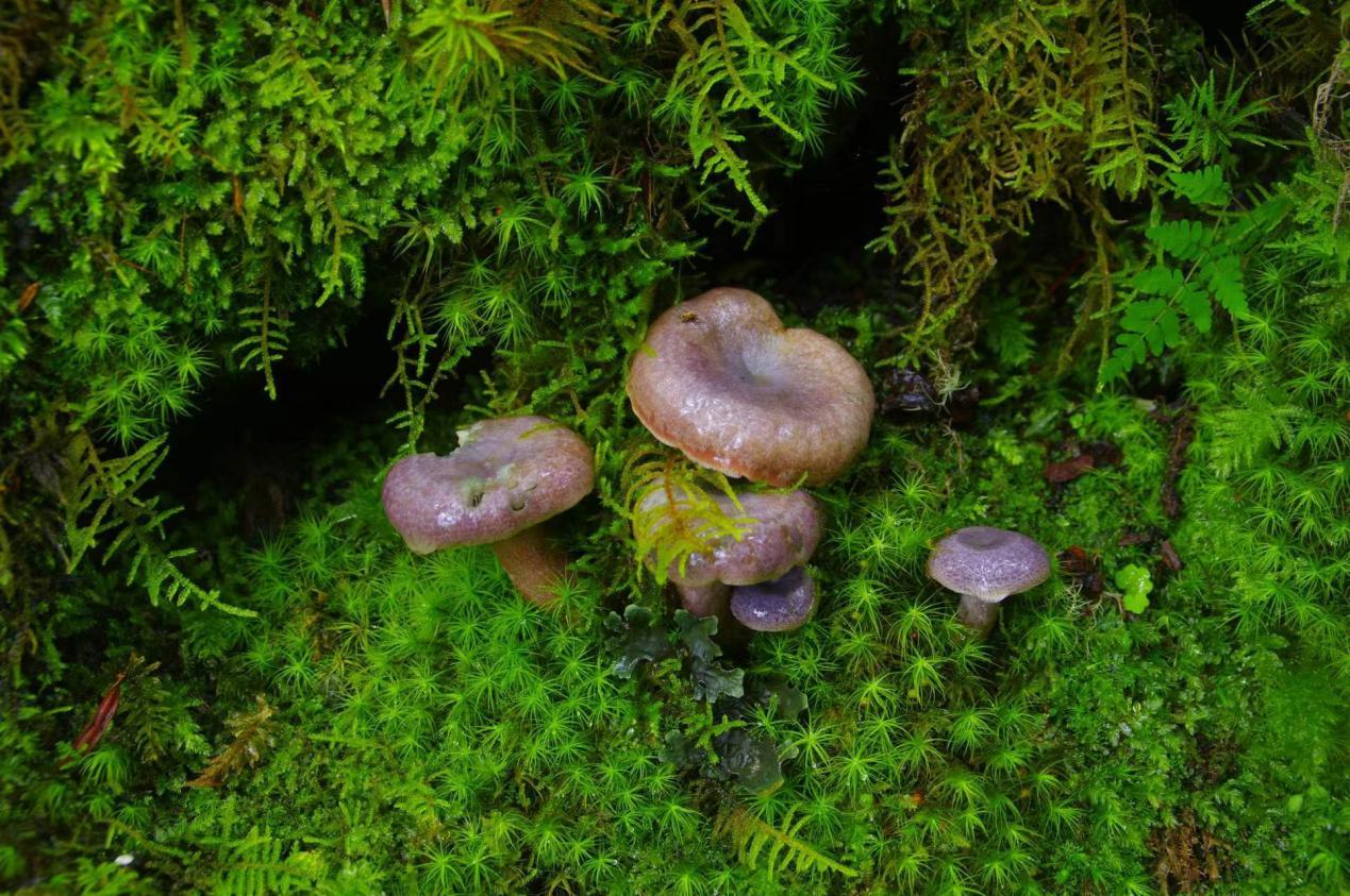 山野藏珍馐——铜绿菌 - 知乎
