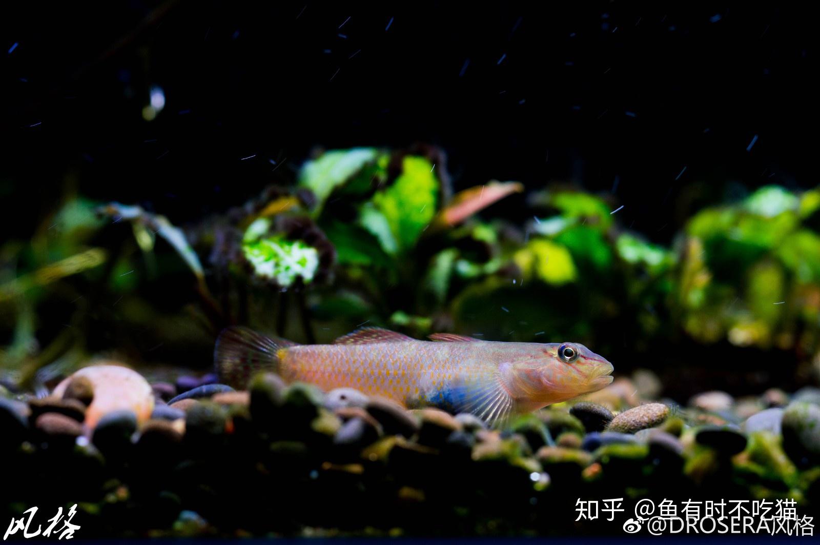 中国原生鱼：吻虾虎鱼图鉴 - 知乎