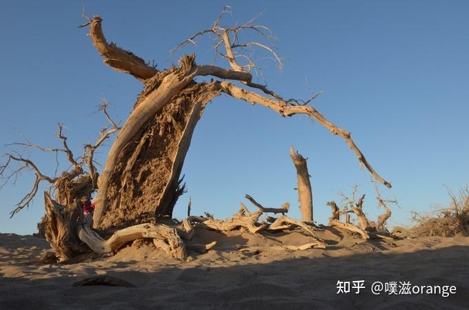 活着一千年不死死后一千年不倒倒后一千年不朽